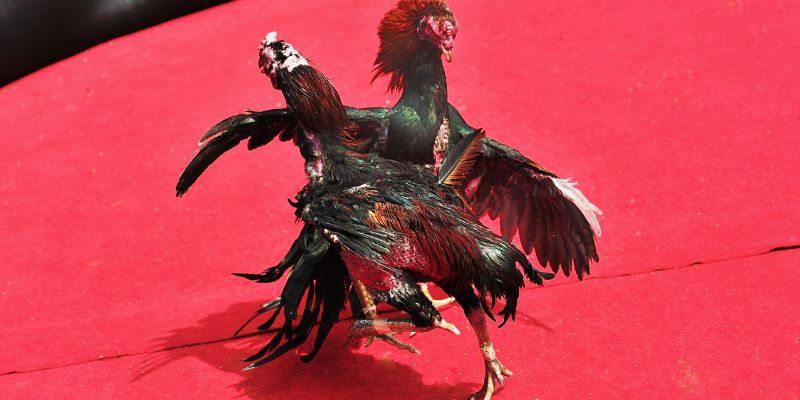 Lợi ích khi áp dụng cách đá gà mạng luôn thắng tại V99