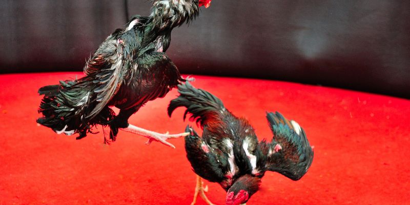 Nguồn gốc và sức hút của Luật chơi đá gà thomo