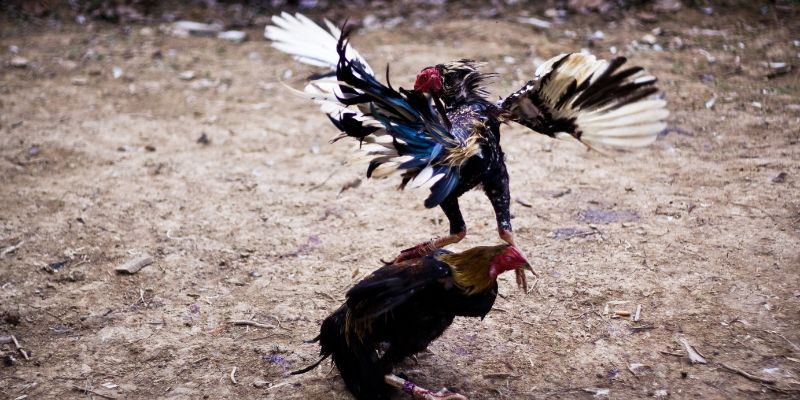 Tổng quan về thuật ngữ trong đá gà