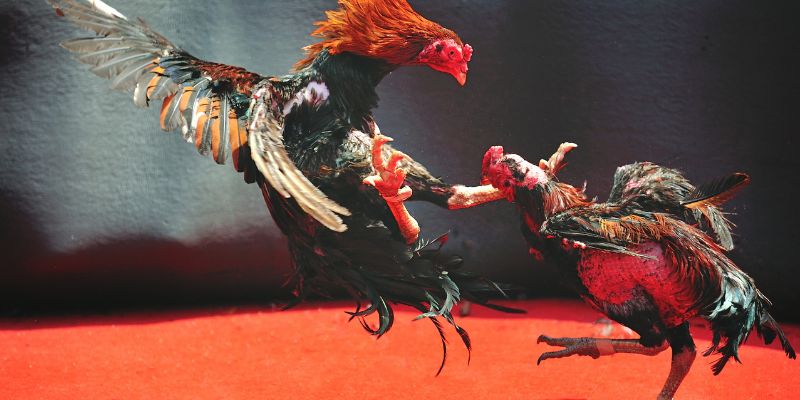 Vì sao V99 chú trọng hướng dẫn thuật ngữ trong đá gà